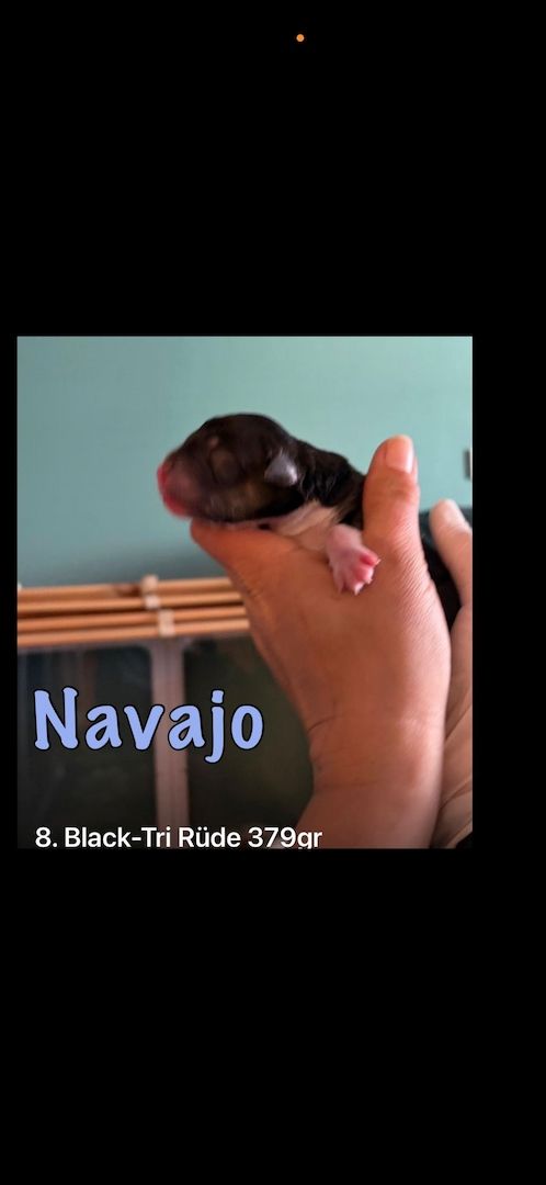 10 Supersüsse Australian Shepherd Welpen suchen ein Zuhause