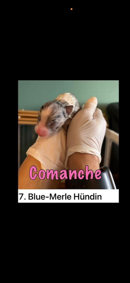 10 Supersüsse Australian Shepherd Welpen suchen ein Zuhause