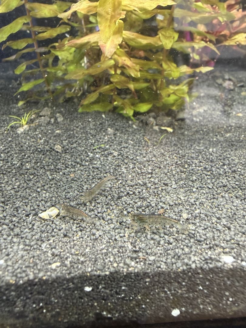 Amanogarnelen (Caridina multidentata) Echte deutsche Nachzucht