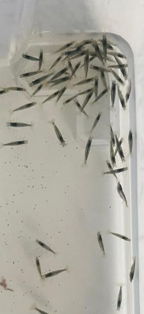 Amanogarnelen (Caridina multidentata) Echte deutsche Nachzucht