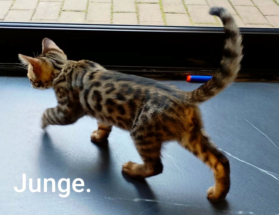 Bengal Katzenbaby