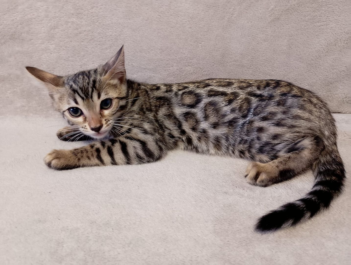 Bengal Katzenbaby