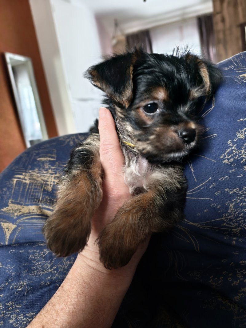 Yorkshire Terrier Welpen zu verkaufen