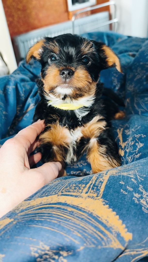 Yorkshire Terrier Welpen zu verkaufen