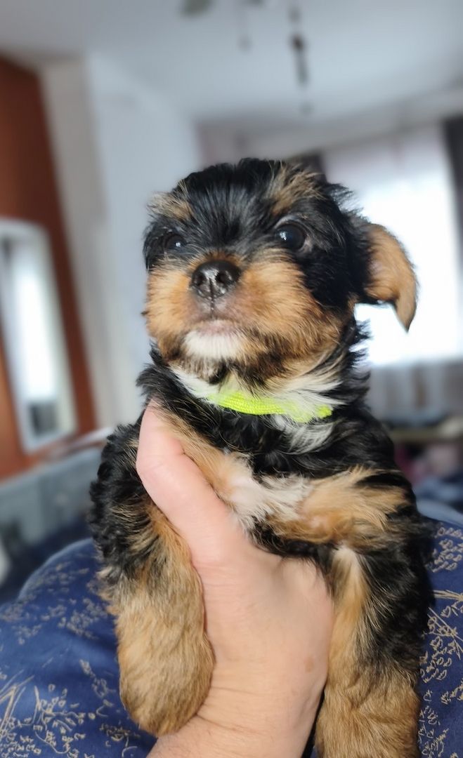 Yorkshire Terrier Welpen zu verkaufen