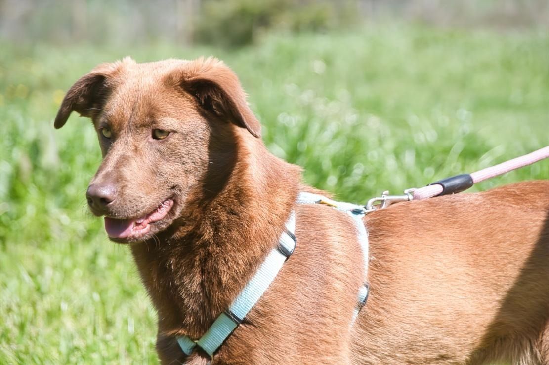 Amendoa - ein kesses Mädchen