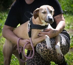 Bachi - ein liebenswerter Schatz