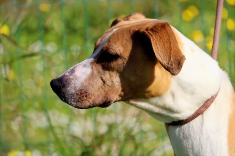 Bachi - ein liebenswerter Schatz