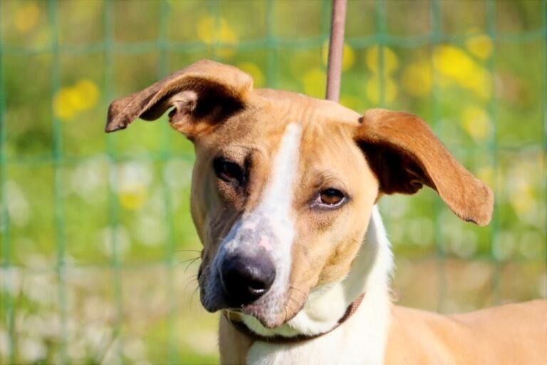 Bachi - ein liebenswerter Schatz