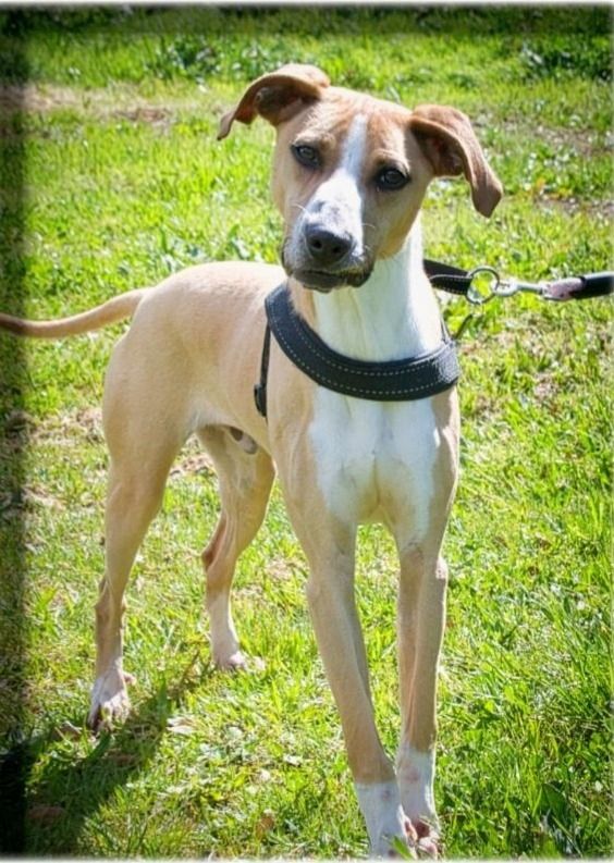 Bachi - ein liebenswerter Schatz