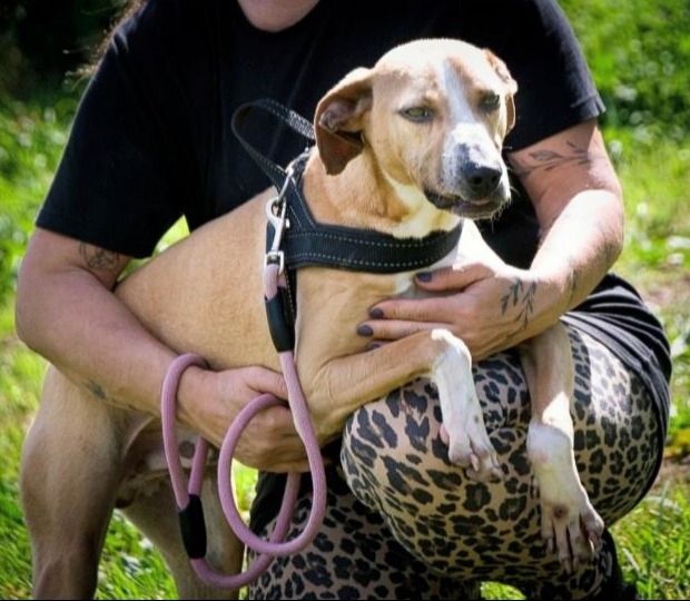 Bachi - ein liebenswerter Schatz