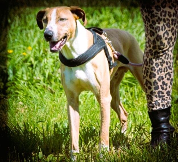 Bachi - ein liebenswerter Schatz