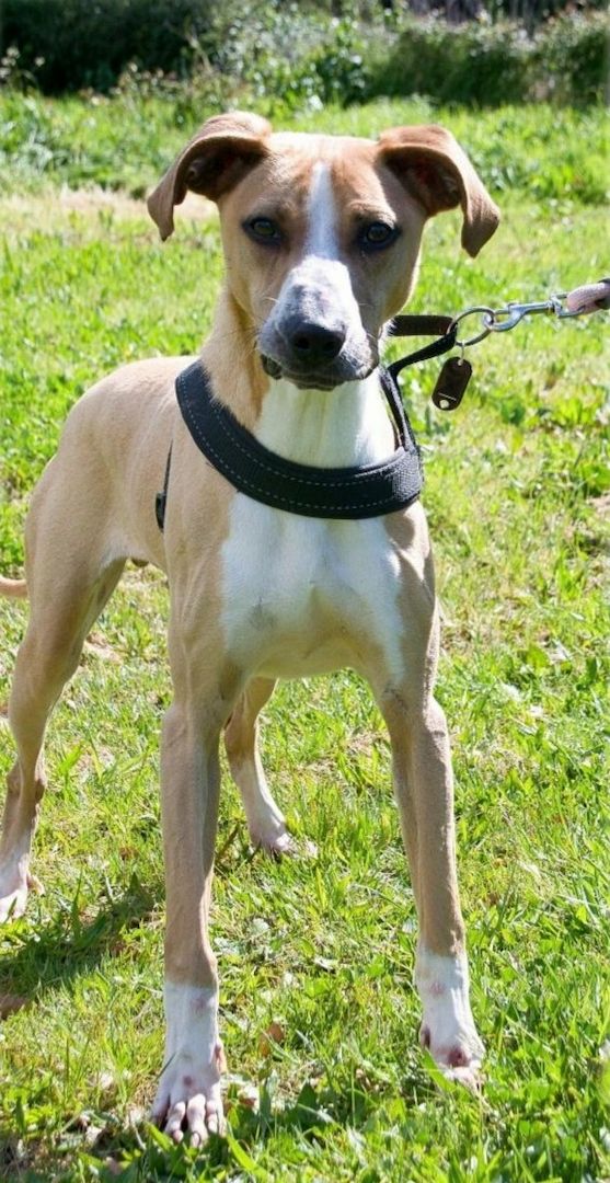 Bachi - ein liebenswerter Schatz