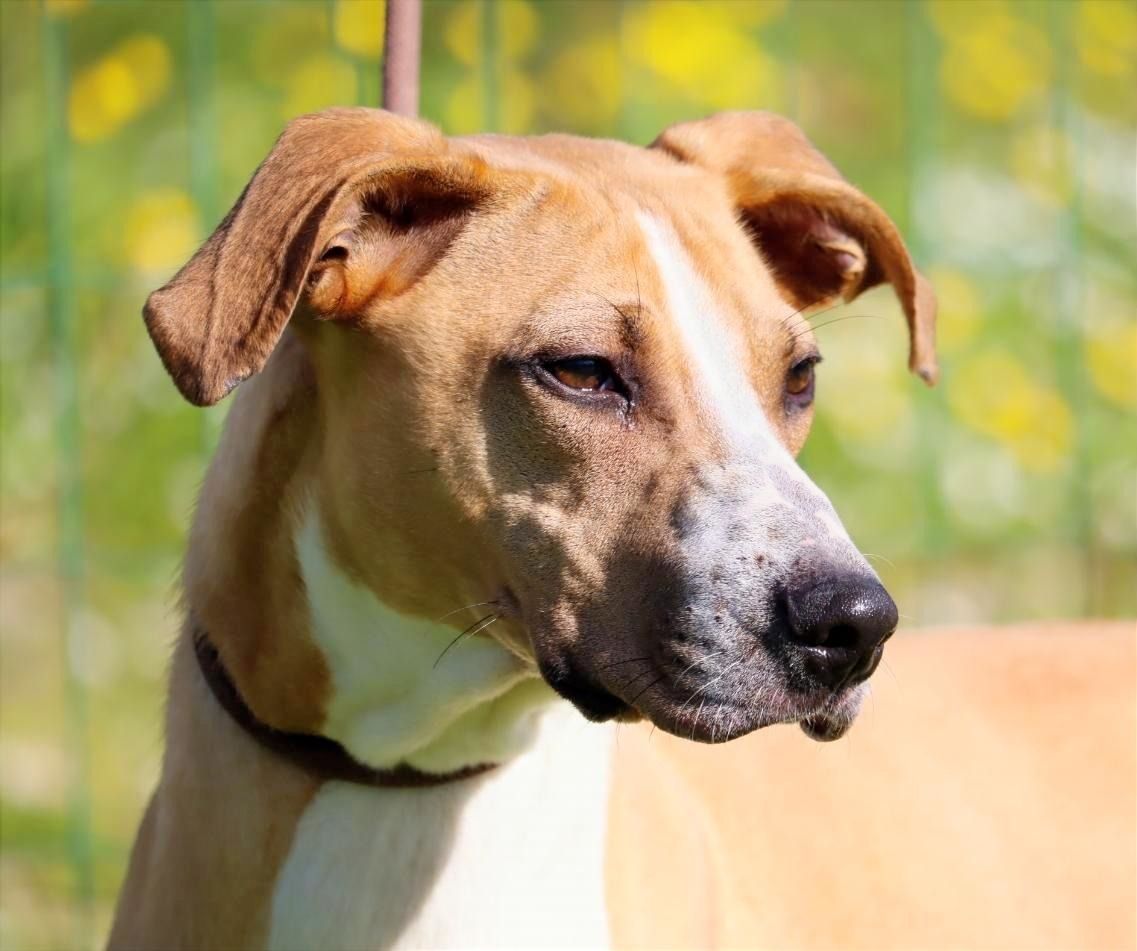 Bachi - ein liebenswerter Schatz