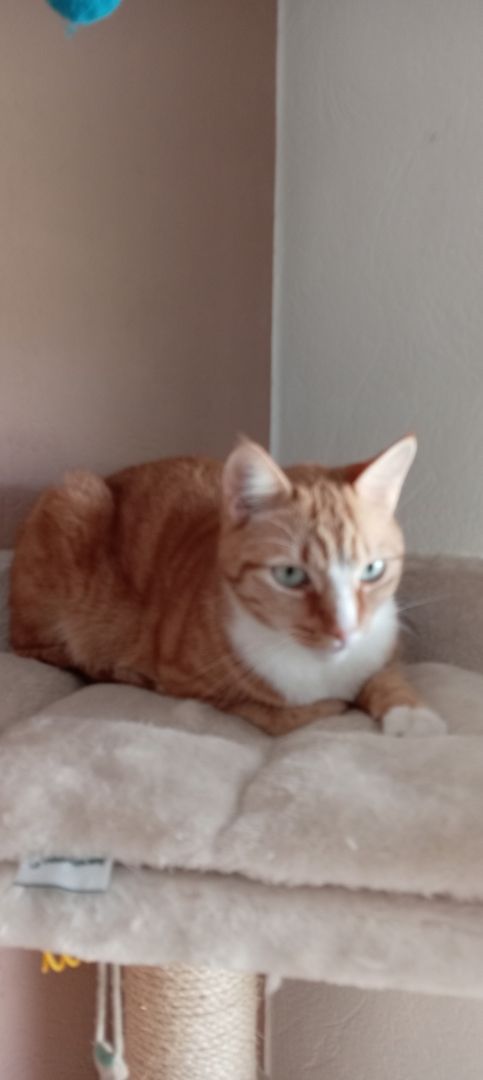 Bkh katze und Hauskater suchen ein neues Zuhause (4Jahre)