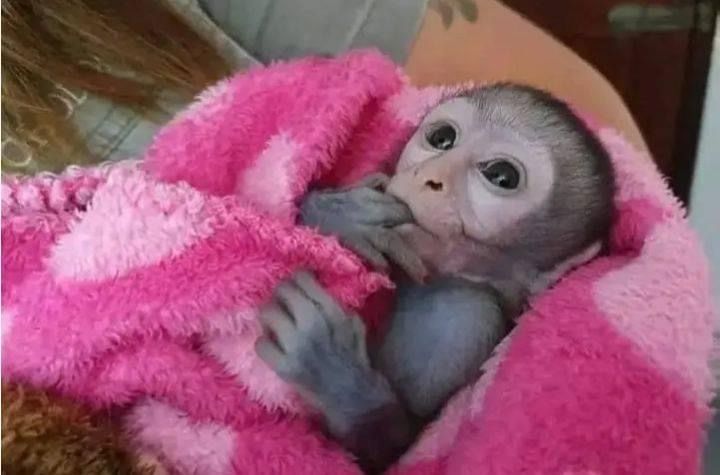 Gesunde Kapuzineraffen