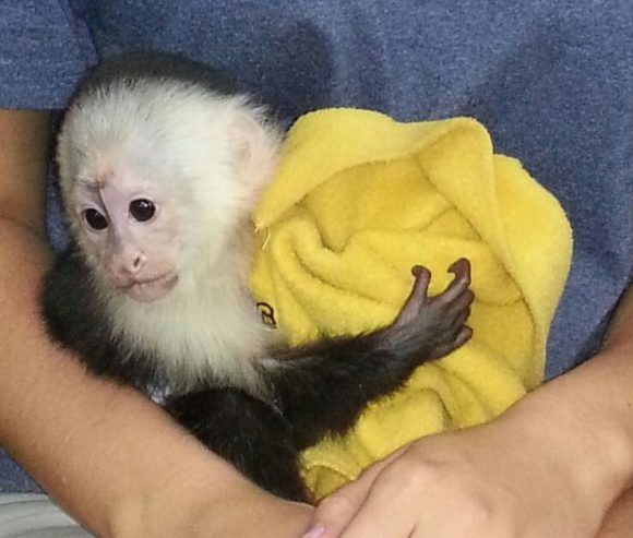 Gut trainierte Kapuzineraffen