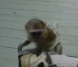 Niedliche Kapuzineräffchen suchen ein liebevolles Zuhaus