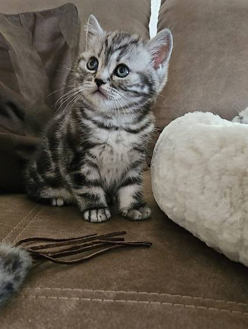 BKH Kätzchen 12 Wochen alt abzugeben