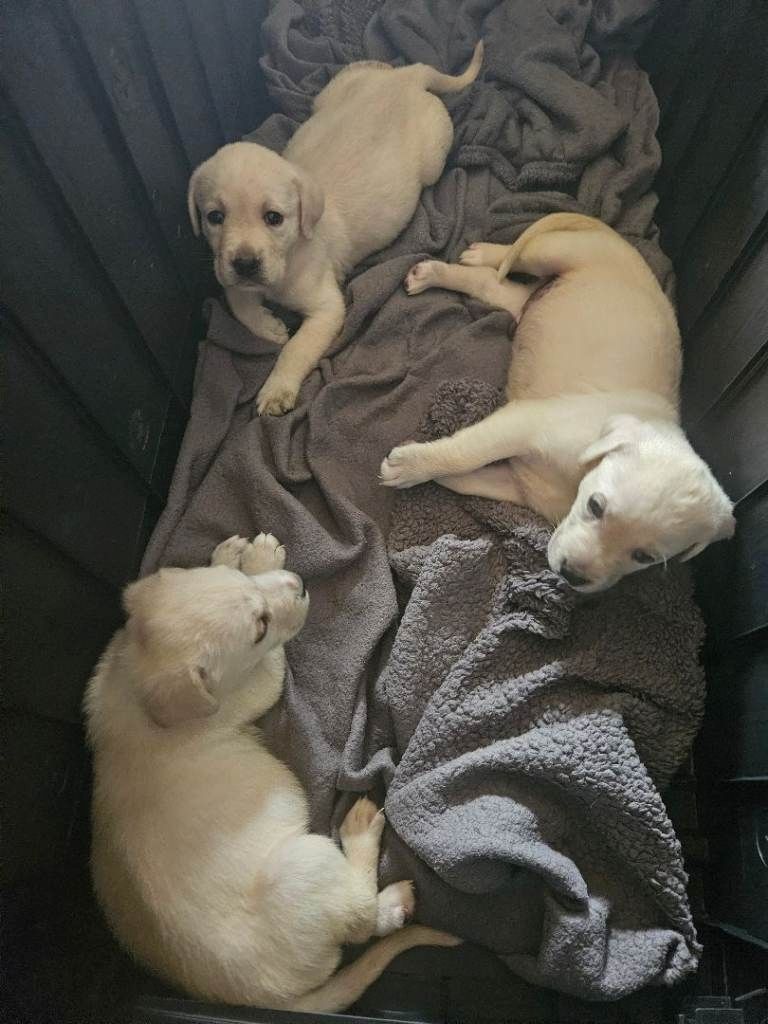 Wunderschöne goldene Labradorwelpen zu verkaufen