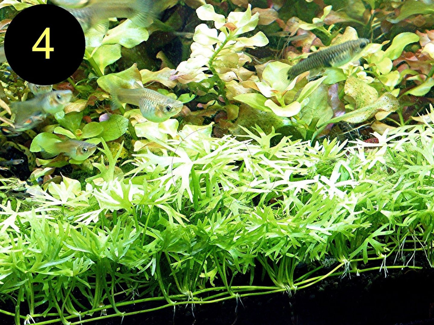 Jap. Kleeblatt, Kl. Wasserstern,  Kl. Fluss- Hahnenfuß (ab 2€)