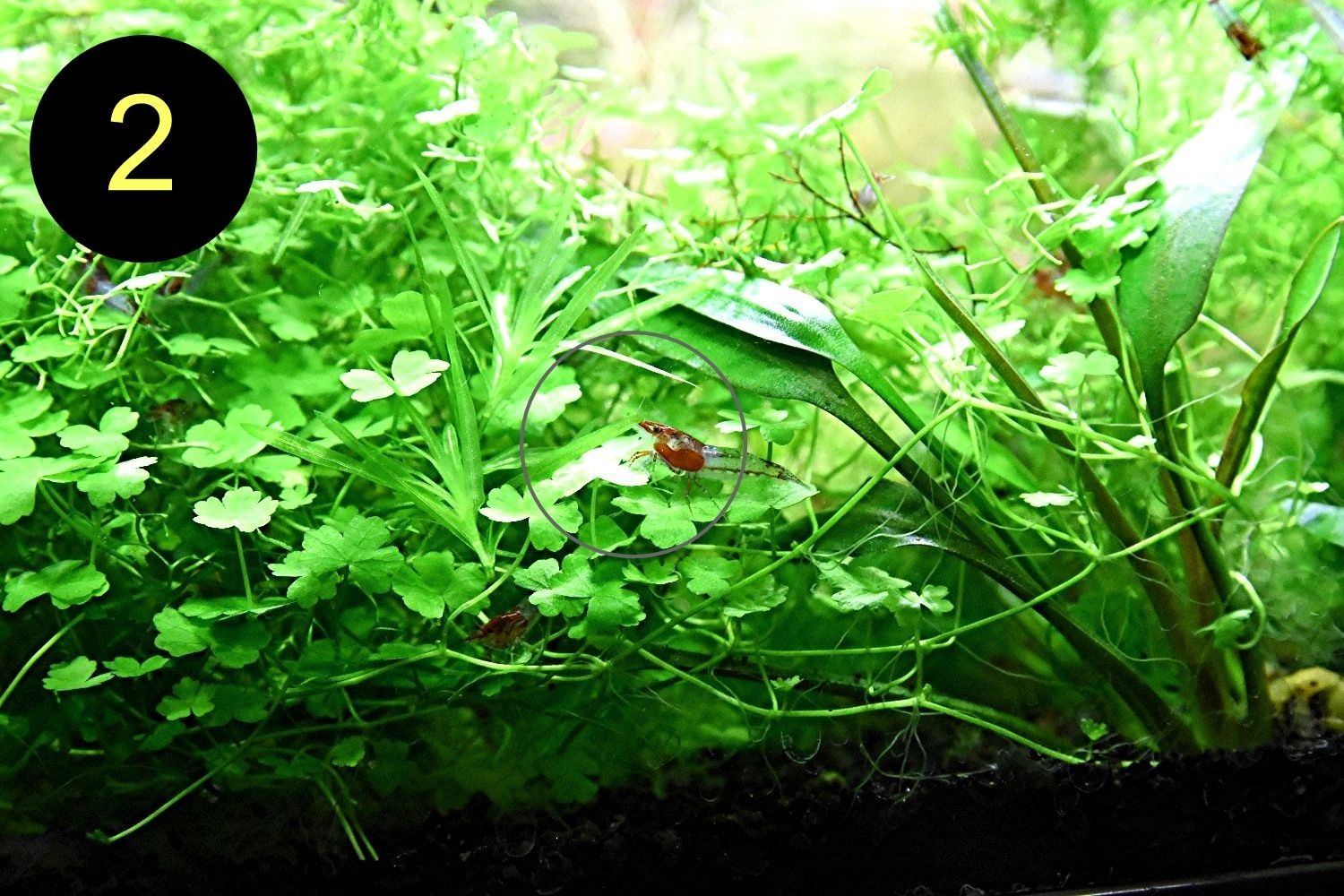 Jap. Kleeblatt, Kl. Wasserstern,  Kl. Fluss- Hahnenfuß (ab 2€)