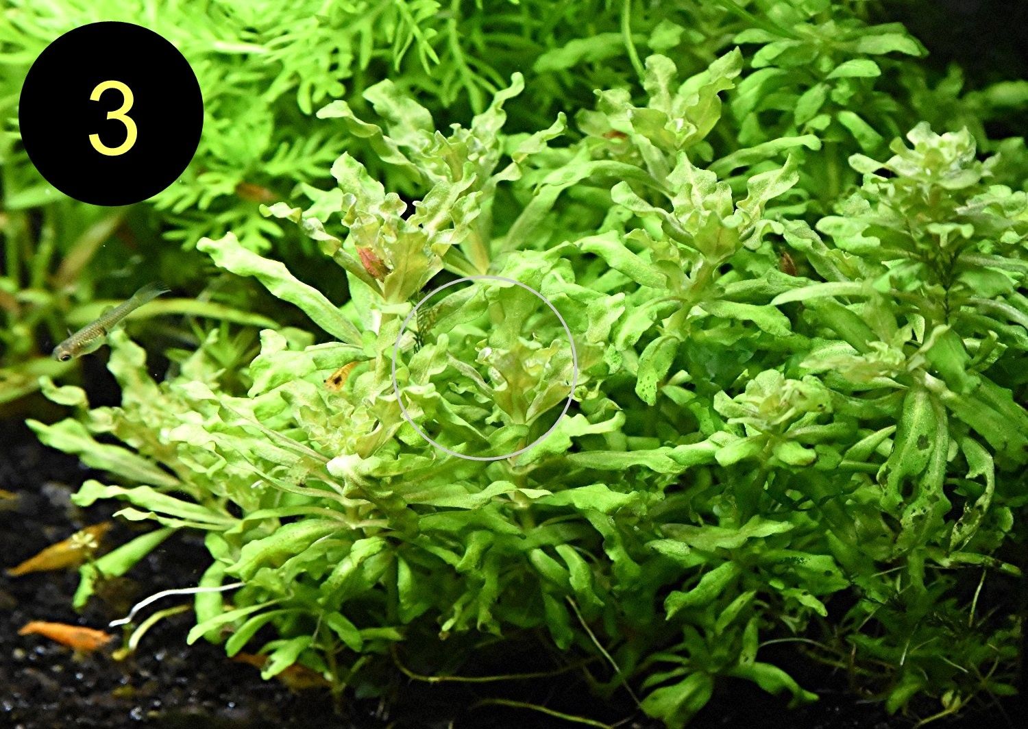 Jap. Kleeblatt, Kl. Wasserstern,  Kl. Fluss- Hahnenfuß (ab 2€)