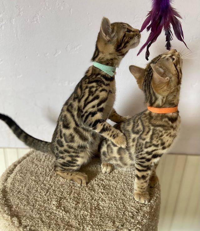 Zahme reinrassige Bengal Kitten mit Stammbaum