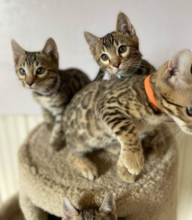 Zahme reinrassige Bengal Kitten mit Stammbaum