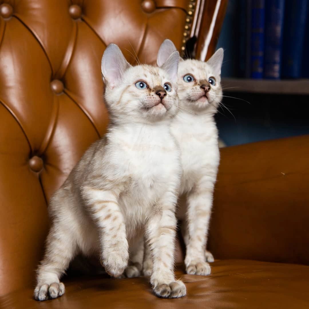 Zahme reinrassige Bengal Kitten mit Stammbaum