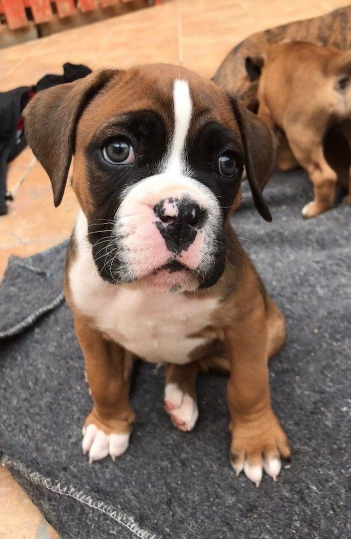 Tolle Boxerwelpen abzugeben.