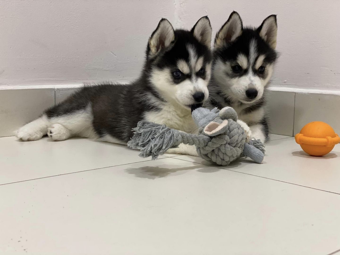Gesunde Siberian Husky Welpen abzugeben.