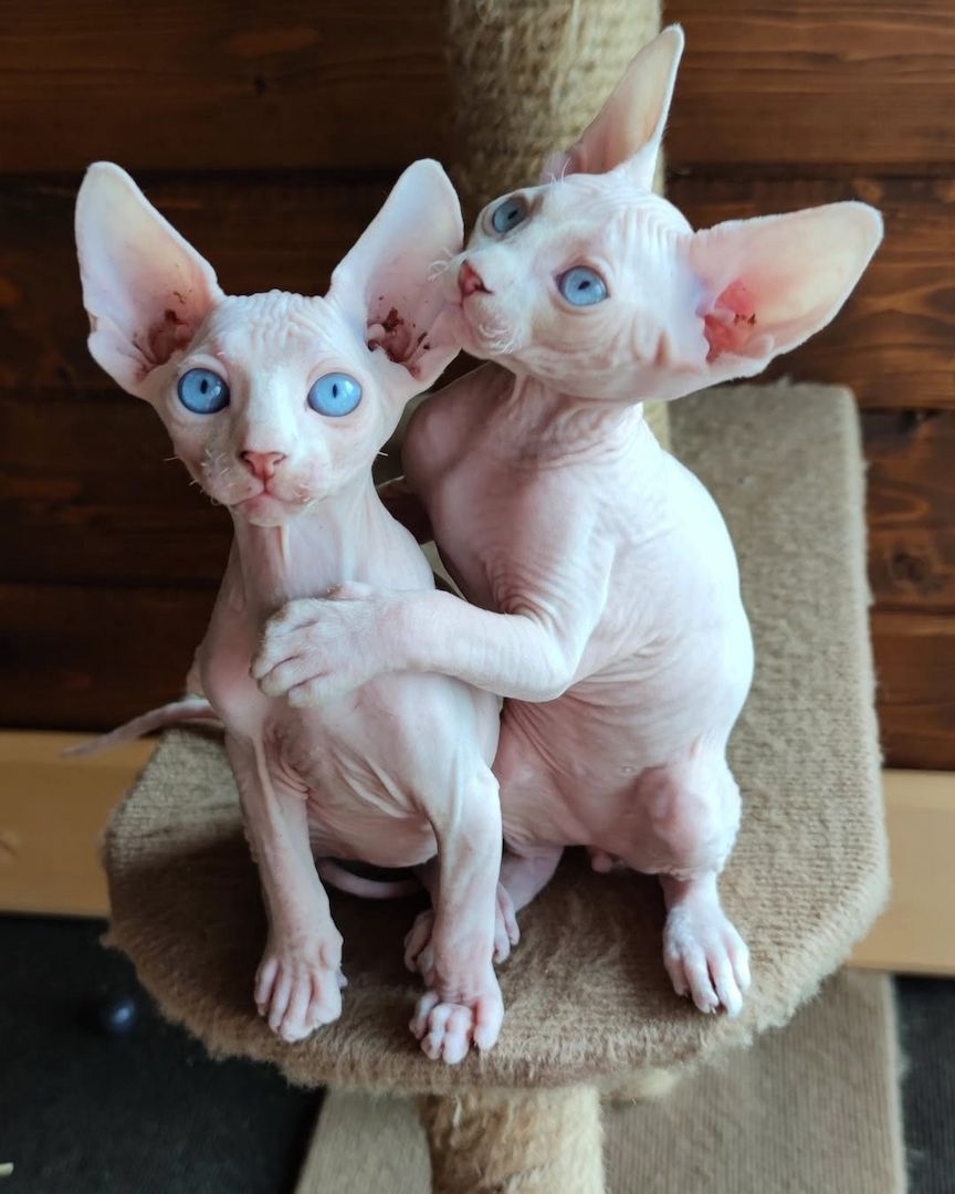 Wunderschöne Sphynx-Kanadischen Katze, reinrassig zu verkaufen