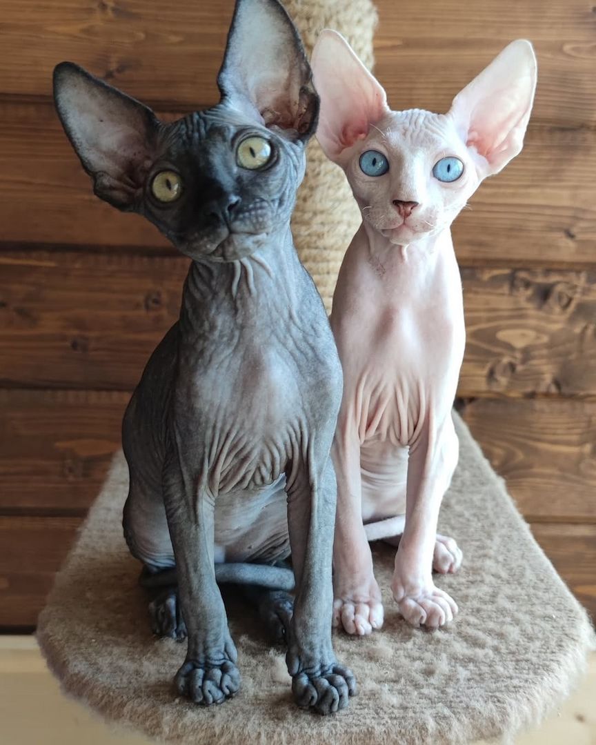 Wunderschöne Sphynx Babys suchen liebevolles Zuhause