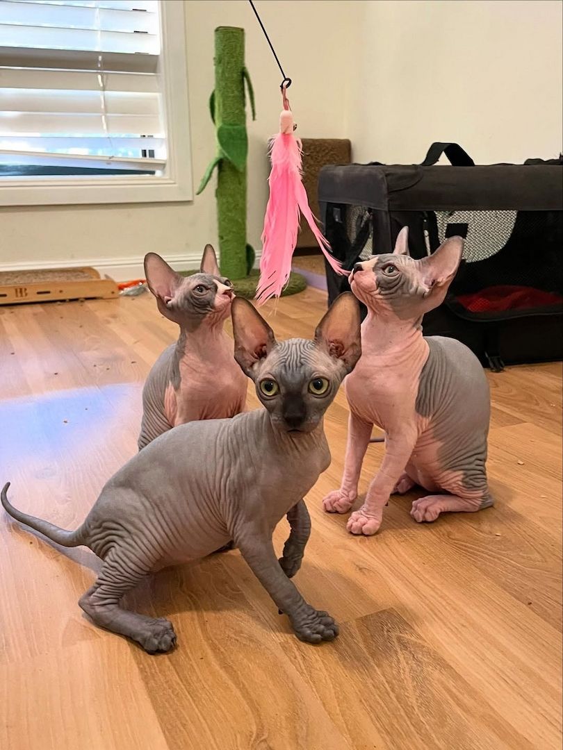 Exklusive Sphynx Kitten mit Stammbaum zu verkaufen