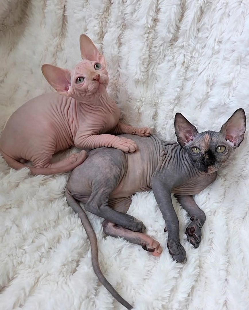 Exklusive Sphynx Kitten mit Stammbaum zu verkaufen