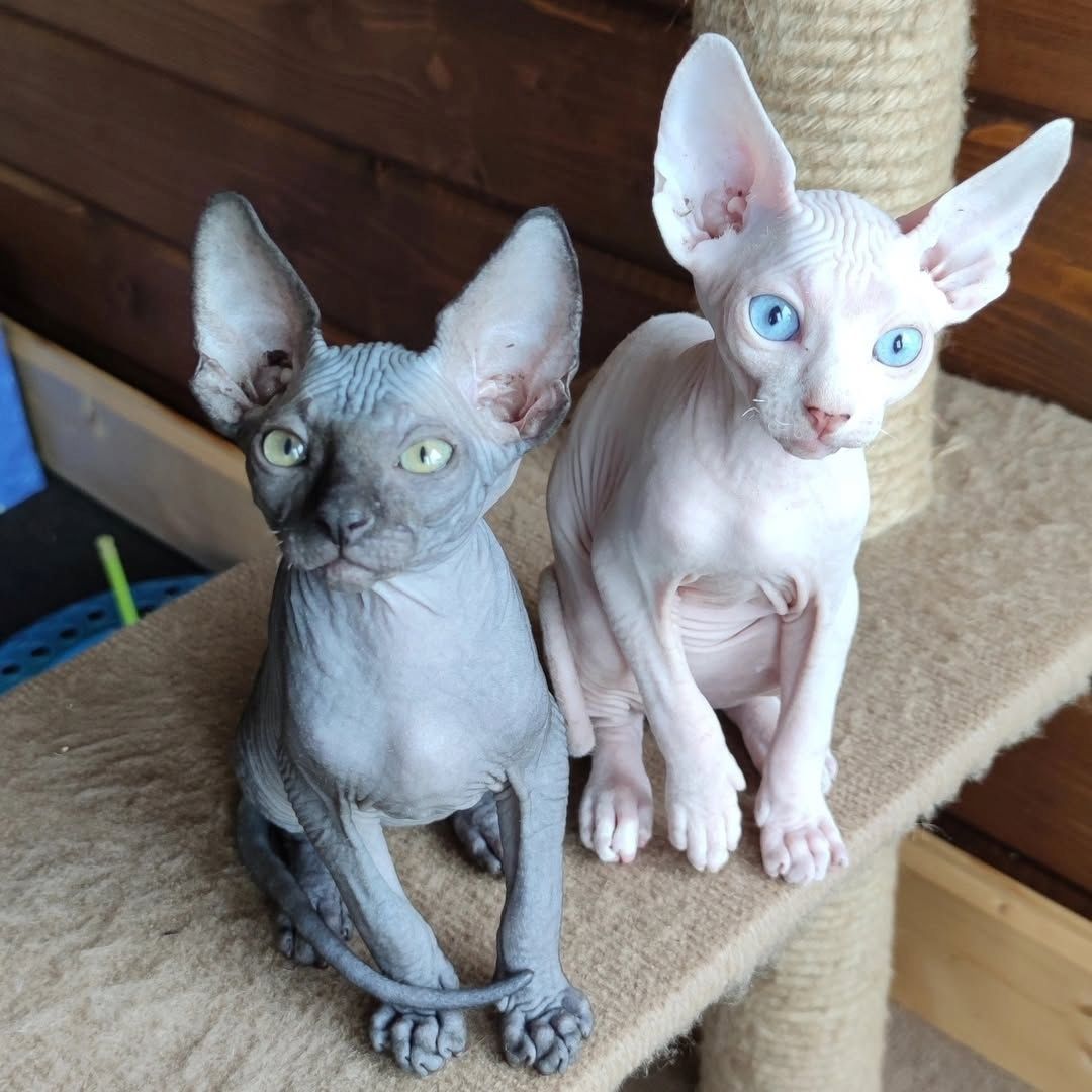 Sphynx Babys – verspielt, gesund & bestens gepflegt