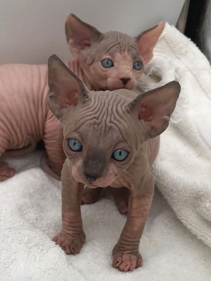 Sphynx-Kätzchen
