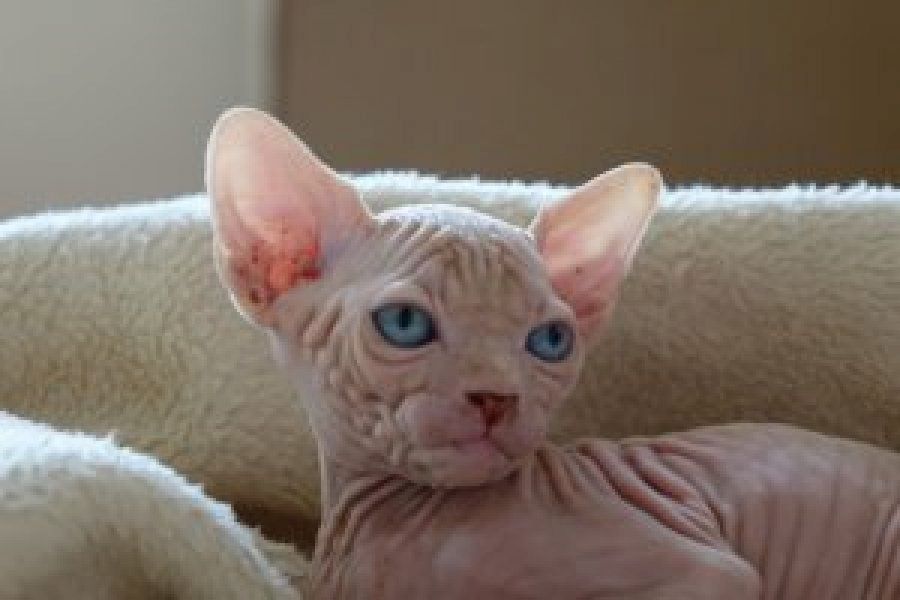 Registrierte Sphynx-Kätzchen (männlich und weiblich) abzugeben