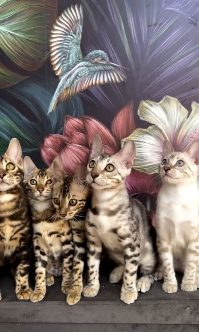 Exklusive Bengalkatzen Babys top Qualität & liebevoll aufgezogen