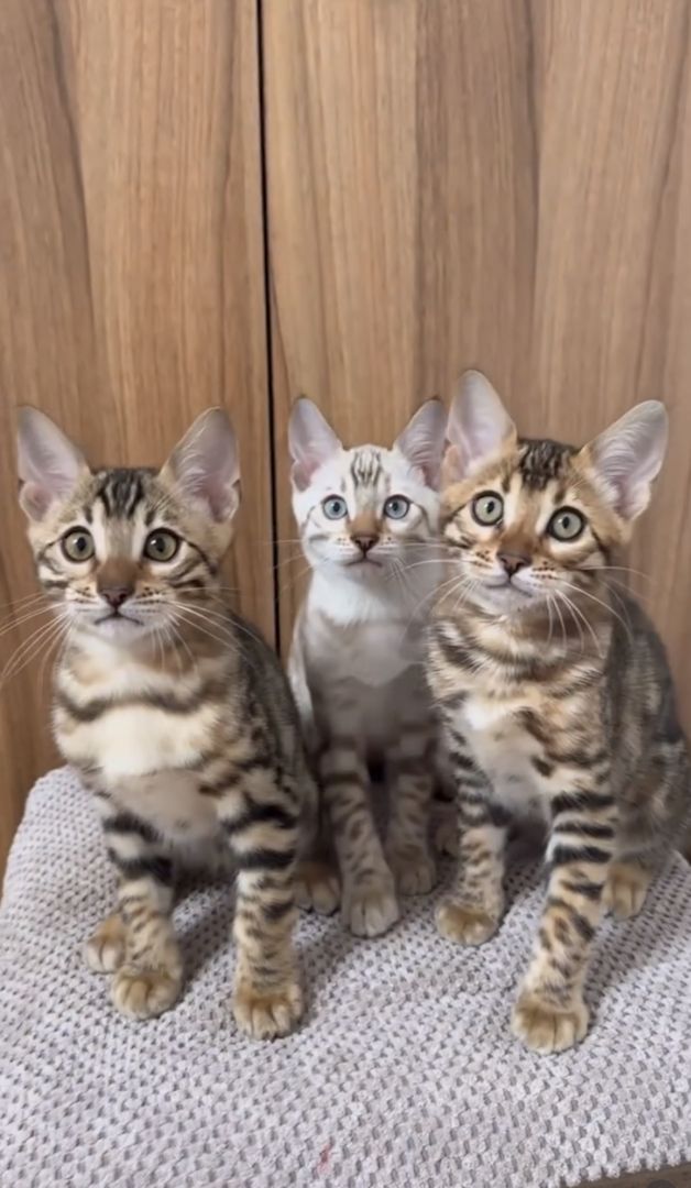 Exklusive Bengalkatzen Babys top Qualität & liebevoll aufgezogen
