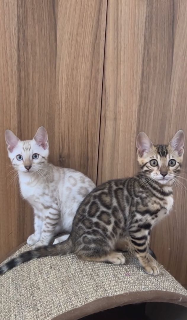 Bengal Kitten mit klaren Rosetten – verspielt, gesund & abgabebereit
