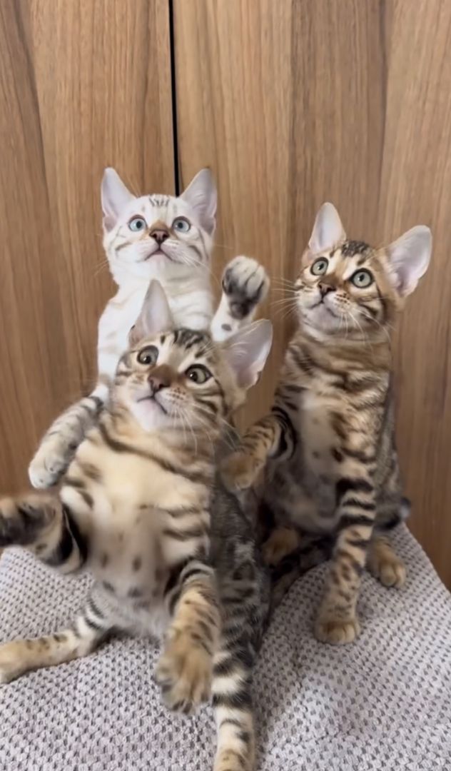 Bengal Kitten mit klaren Rosetten – verspielt, gesund & abgabebereit