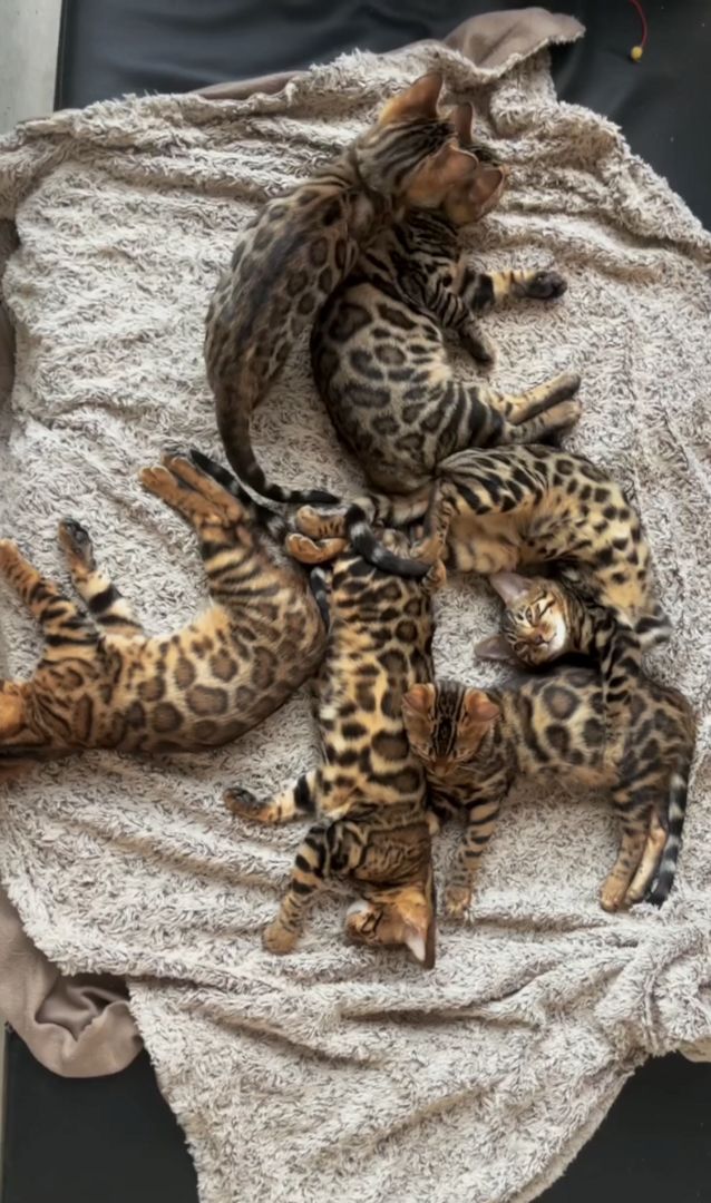 Reinrassige Bengalkätzchen braun mit Rosetten – liebevoll aufgezogen & abgabebereit