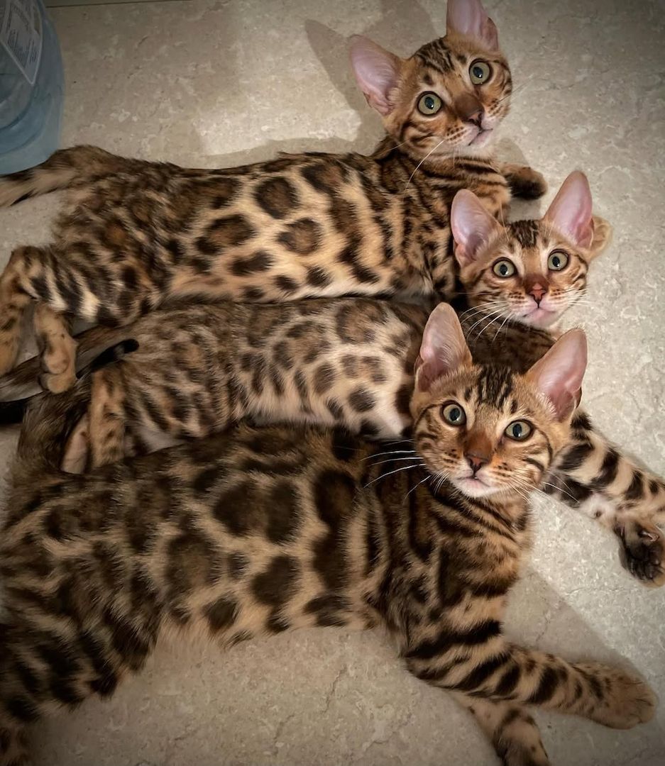 Exklusive Bengalkätzchen – klare Rosetten, top Qualität & liebevoll aufgezogen