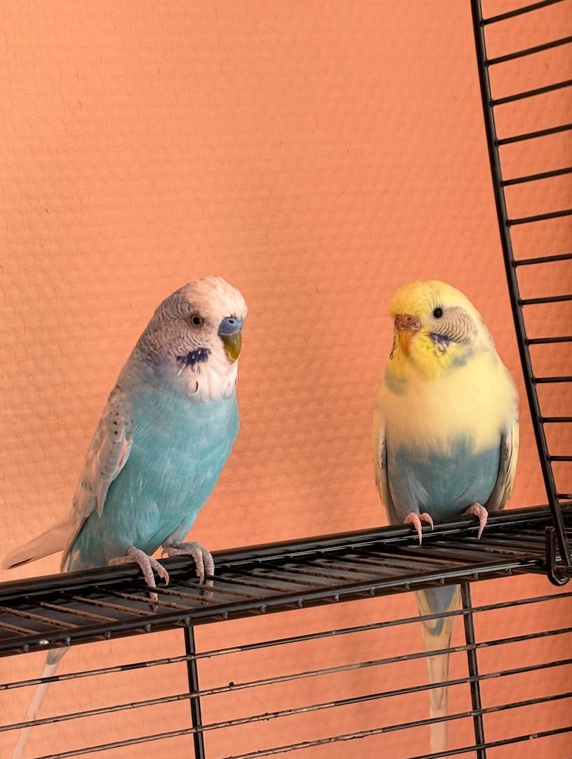 Zwei Wellensittiche (männlich & weiblich) mit Käfig und Zubehör