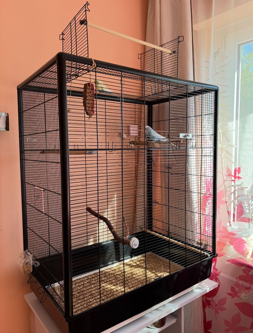 Zwei Wellensittiche (männlich & weiblich) mit Käfig und Zubehör