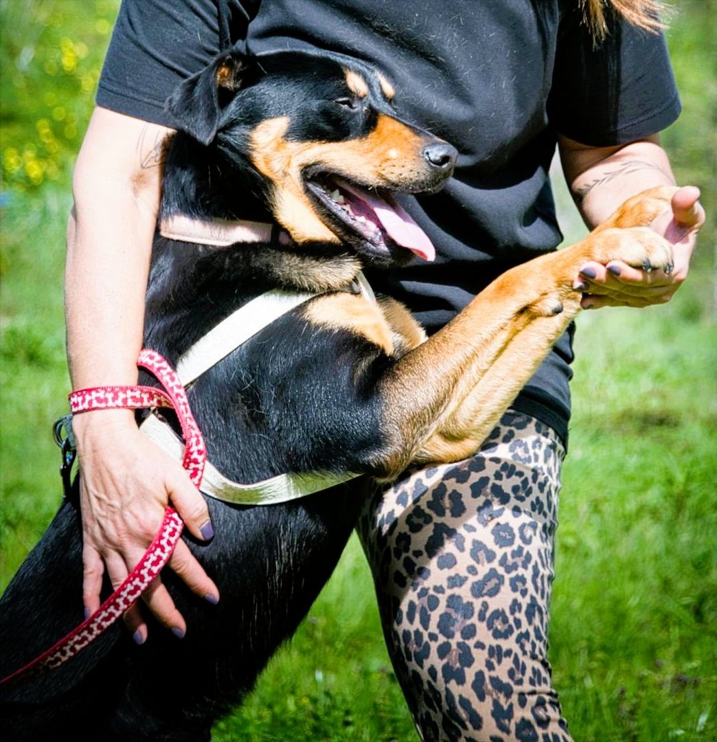 Calvin - ein sanfter Freund