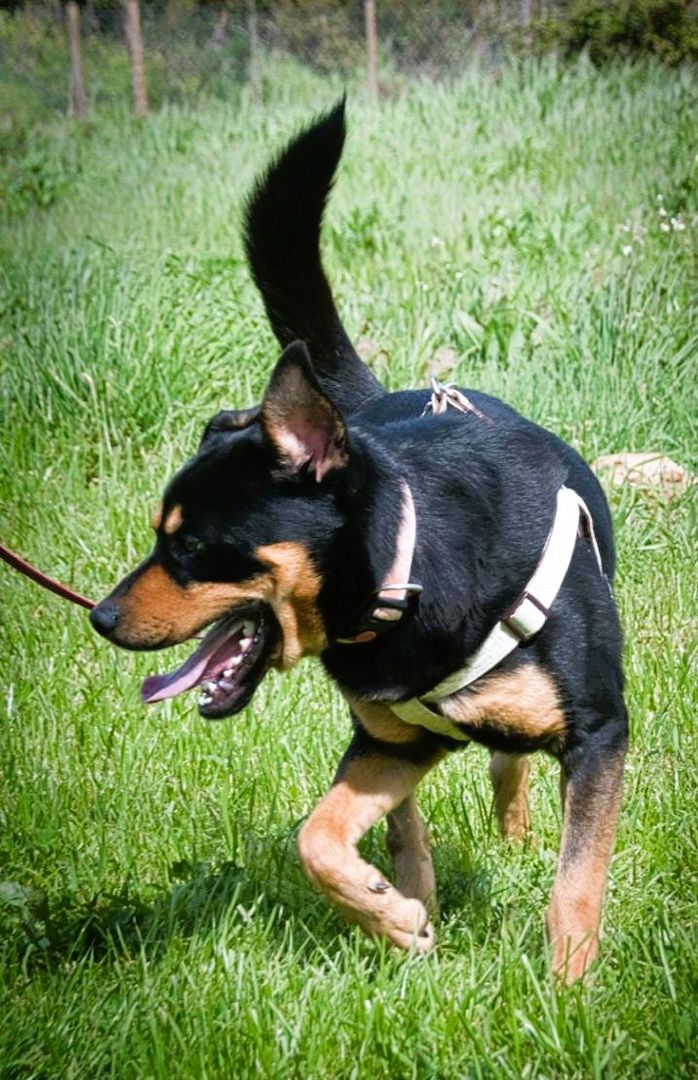 Calvin - ein sanfter Freund