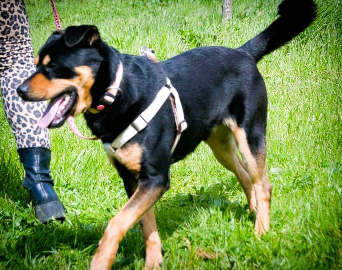 Calvin - ein sanfter Freund